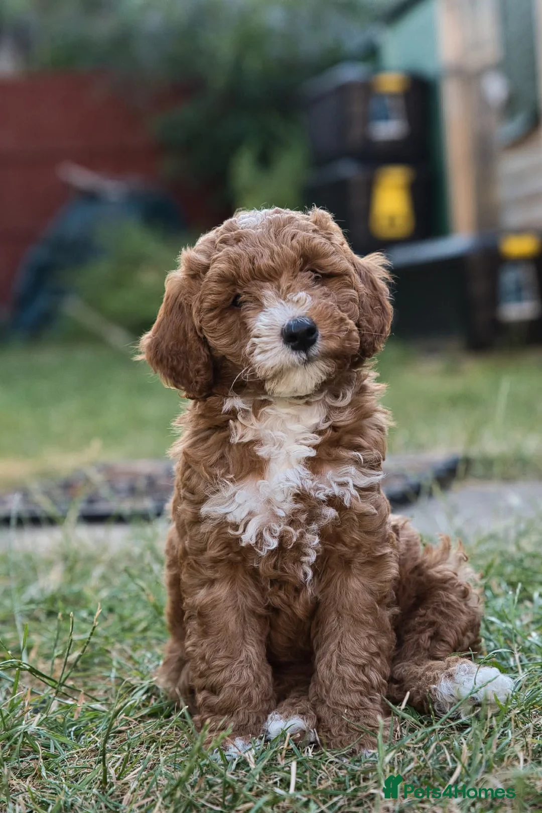Cockapoo dogs for sale: F1 Cockapoo x Australian Labradoodle Pups - Advert 15