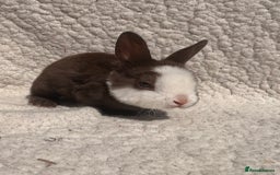 Rex rabbits for sale: chocolate vienna mini rex babies - Image 8