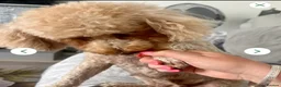 Cavapoo dogs for sale: 🐶🐾Cavaschnauzer🐾🐶Adorable Pups🐾🐶 - Advert 3