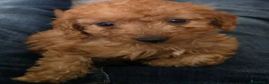 Cockapoo 1