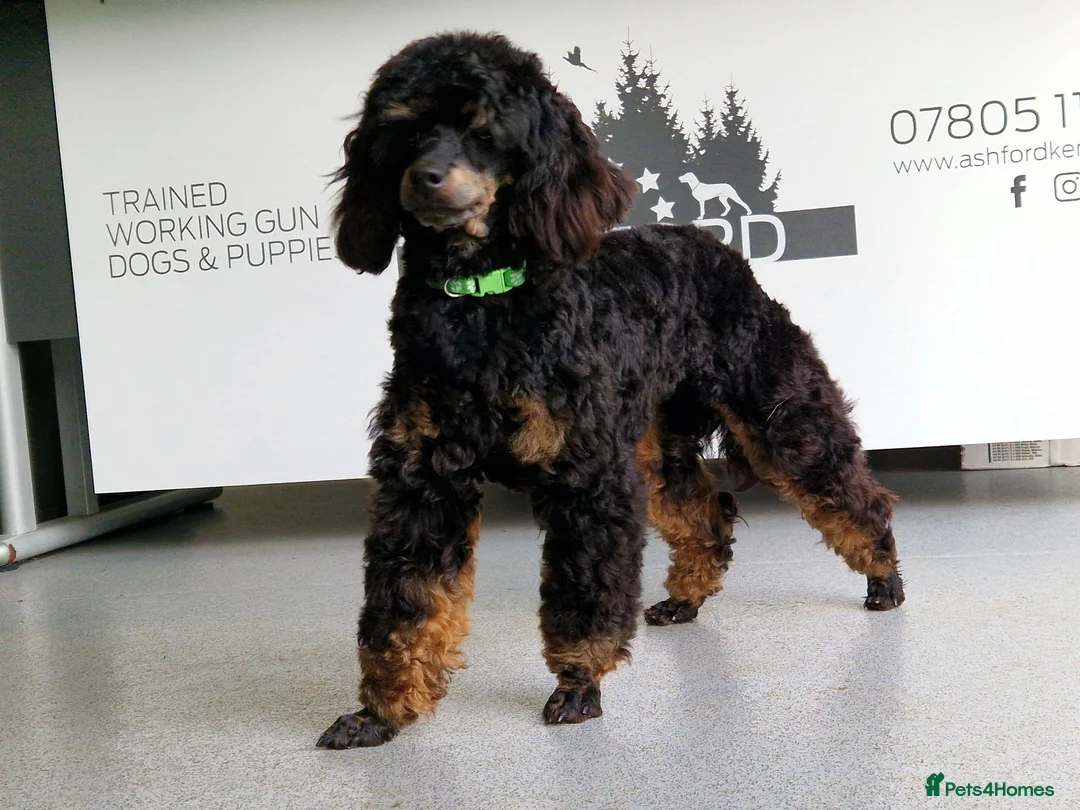 Miniature Poodle dogs for sale: 💥H/TESTED BLACK CARRYING PHANTOM/PARTI POODLES💥 - Advert 2