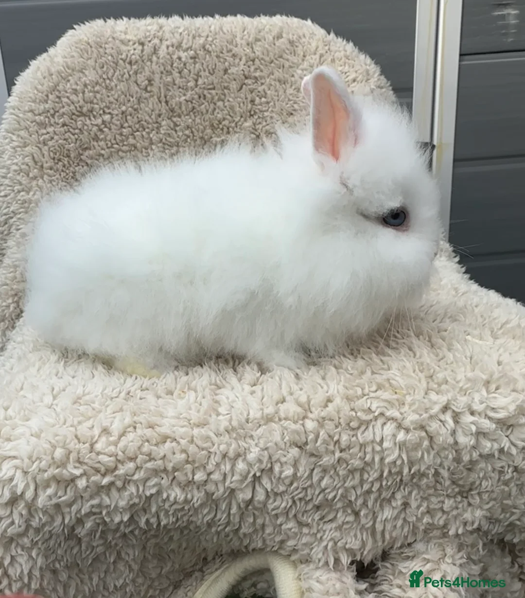 Lionhead rabbits for sale: Lionhead Baby Bunnies  in Stoke-on-Trent - Advert 1