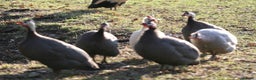 Guinea Fowl poultry for sale: Guinea Fowl bred on farm, free range  - Advert 5
