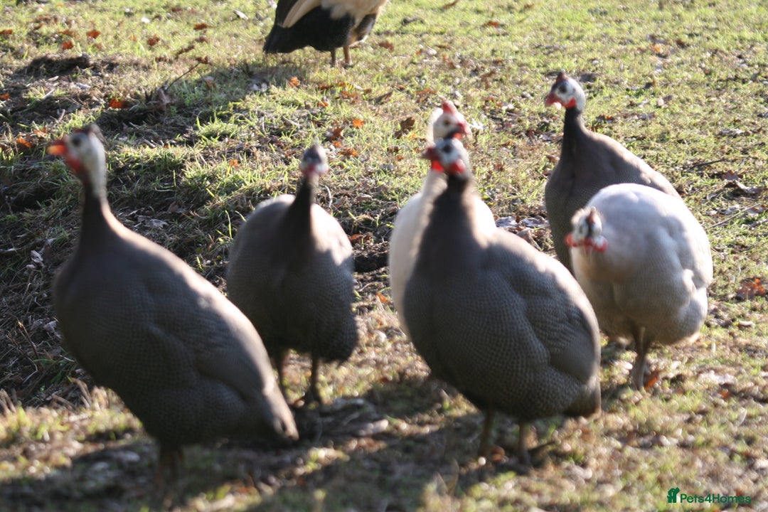 Guinea Fowl poultry for sale: Guinea Fowl bred on farm, free range  - Advert 5
