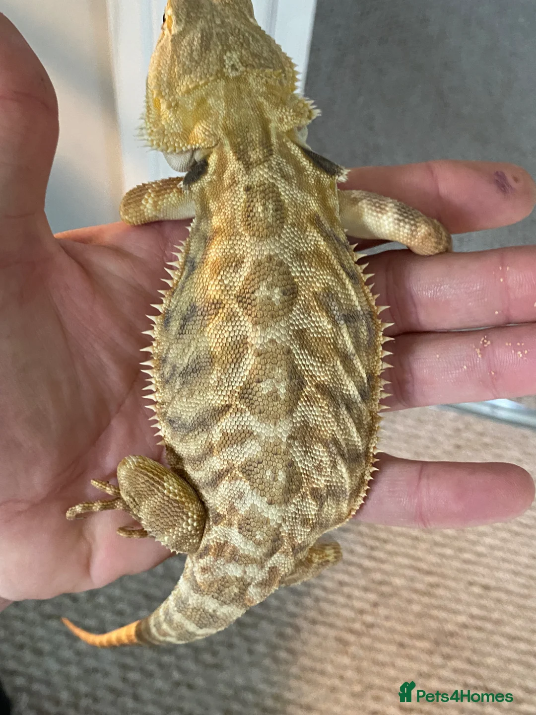 Bearded Dragon reptiles for sale: Female Leatherback  in Norwich - Advert 1