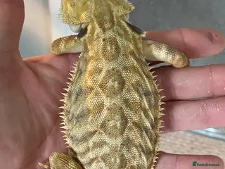 Bearded Dragon reptiles Female Leatherback - Advert 1