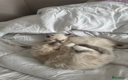 Ragdoll cats for sale: Blue Point kitten Ragdoll - Image 13