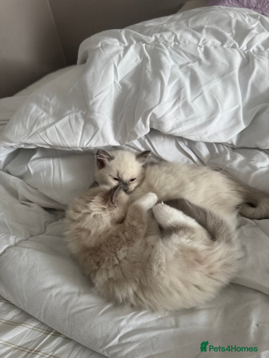 Ragdoll cats for sale: Blue Point kitten Ragdoll - Image 13