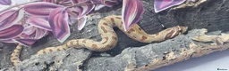 Snake reptiles for sale: Baby Western Hognoses mixed sex and morphs £100ea - Advert 21