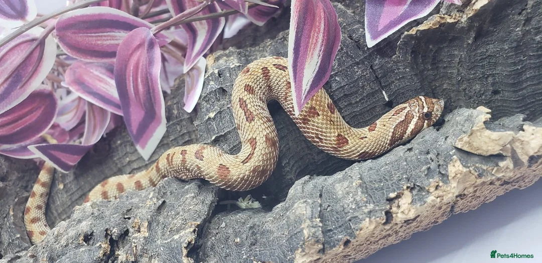 Snake reptiles for sale: Baby Western Hognoses mixed sex and morphs £100ea - Advert 21