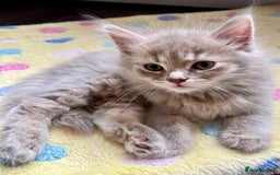 Mixed Breed cats for sale: Stunning Ragdoll x British short hair boy  - Image 1