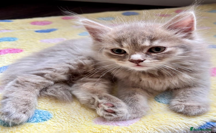 Mixed Breed cats for sale - Advert 1