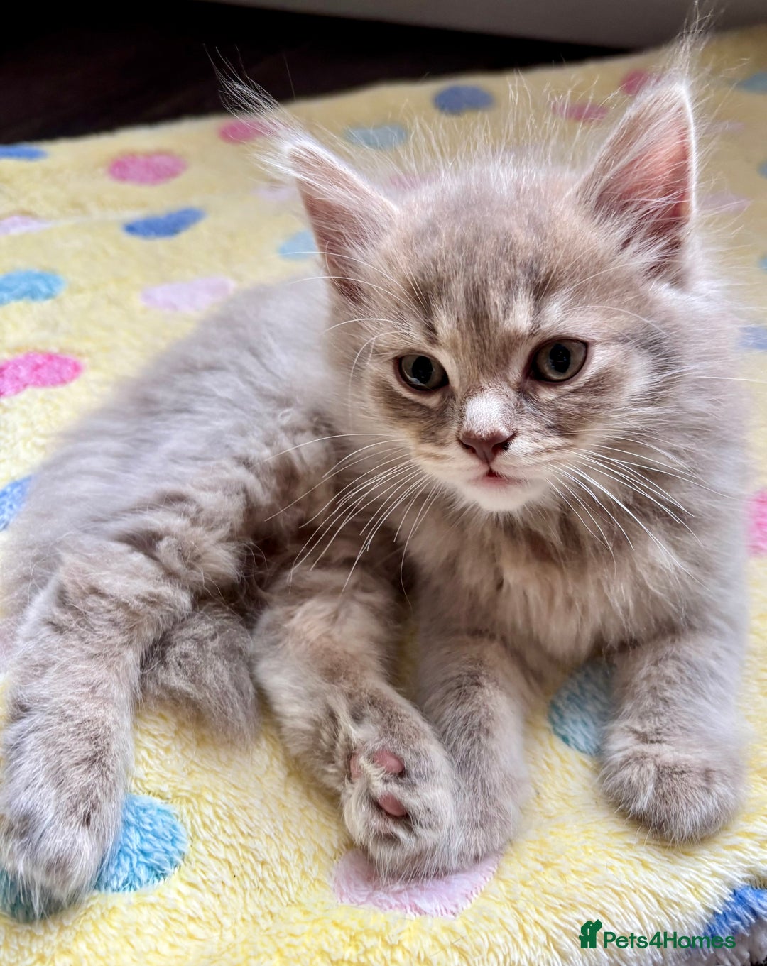 Mixed Breed cats for sale: Stunning Ragdoll x British short hair boy  - Image 1