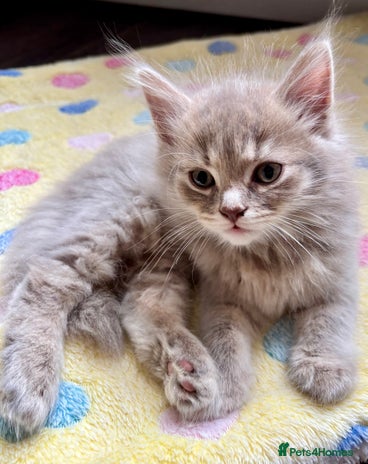 Mixed Breed cats - Advert 5