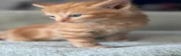 Mixed Breed cats for sale: 4 beautiful kittens  - Advert 8