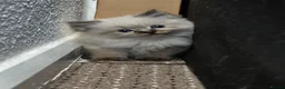 Ragdoll cats for sale: Pure Ragdoll kittens  - Advert 5