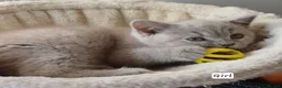 British Shorthair cats for sale: Ready to leave🐈‍⬛ - Advert 35