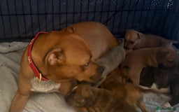 Staffordshire Bull Terrier dogs for sale: Beautiful coloured staffies - Image 19