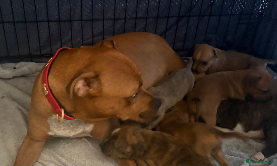 Staffordshire Bull Terrier dogs for sale: Beautiful coloured staffies - Image 19