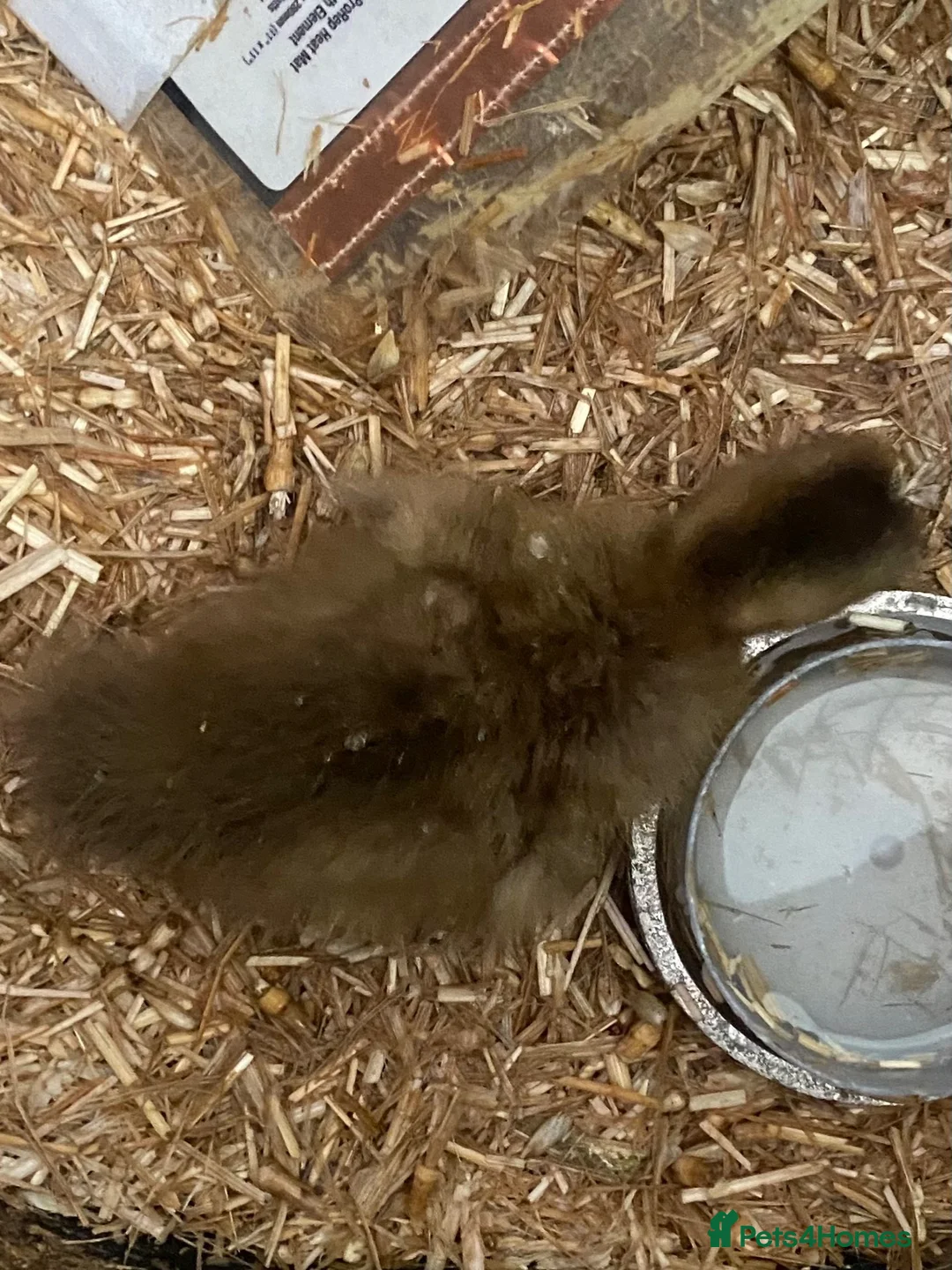 Ducks poultry for sale: Various Khaki Campbell ducklings - Advert 2