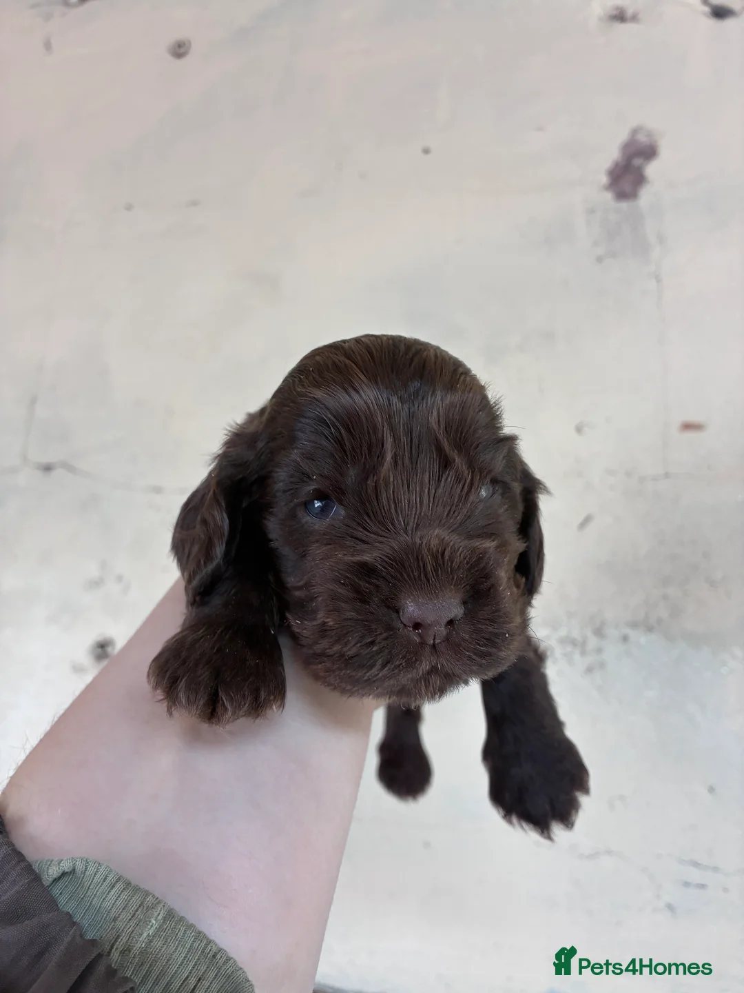 Cocker Spaniel dogs for sale: Beautiful show type cocker spaniels  - Advert 25