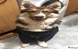 Shepsky dogs for sale: Liebherr The Shepsky - Advert 2