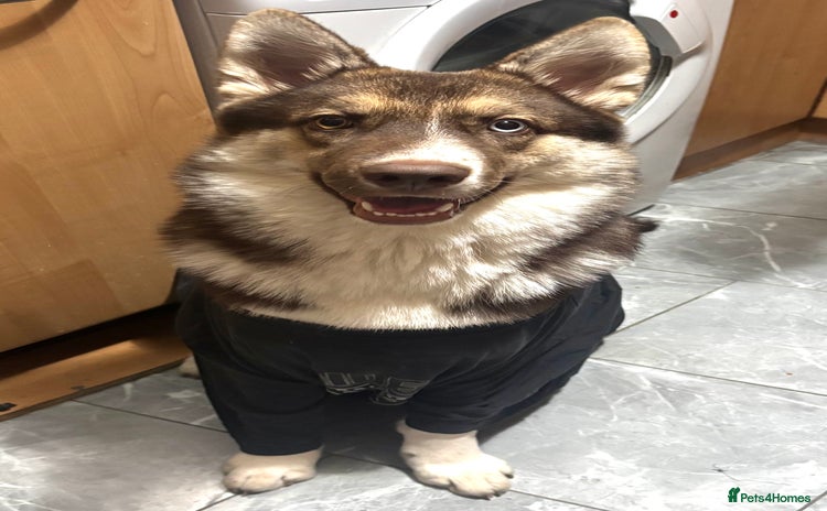 Shepsky dogs Liebherr The Shepsky - Advert 1