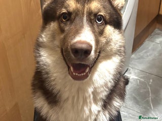 Shepsky dogs Liebherr The Shepsky - Advert 1