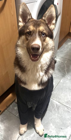 Shepsky dogs Liebherr The Shepsky - Advert 1