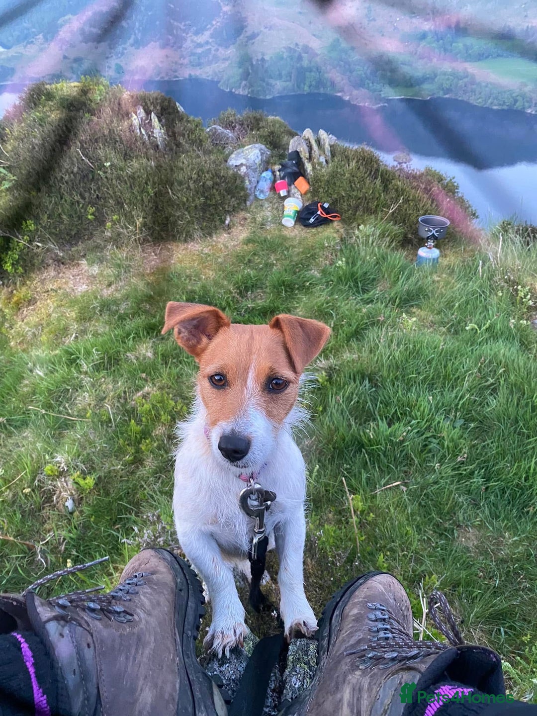 Mixed Breed dogs for sale: READY NOW!! Jack Russell X Puppies  - Image 7