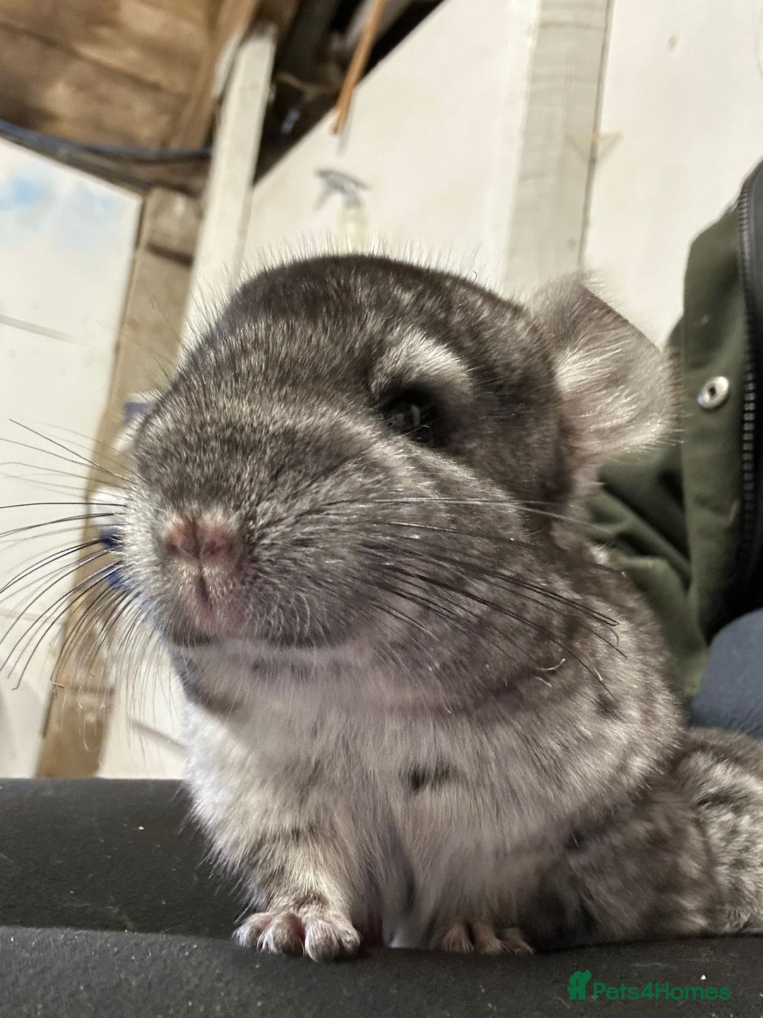 Chinchilla rodents for sale: Gorgeous baby chinchilla - Advert 1