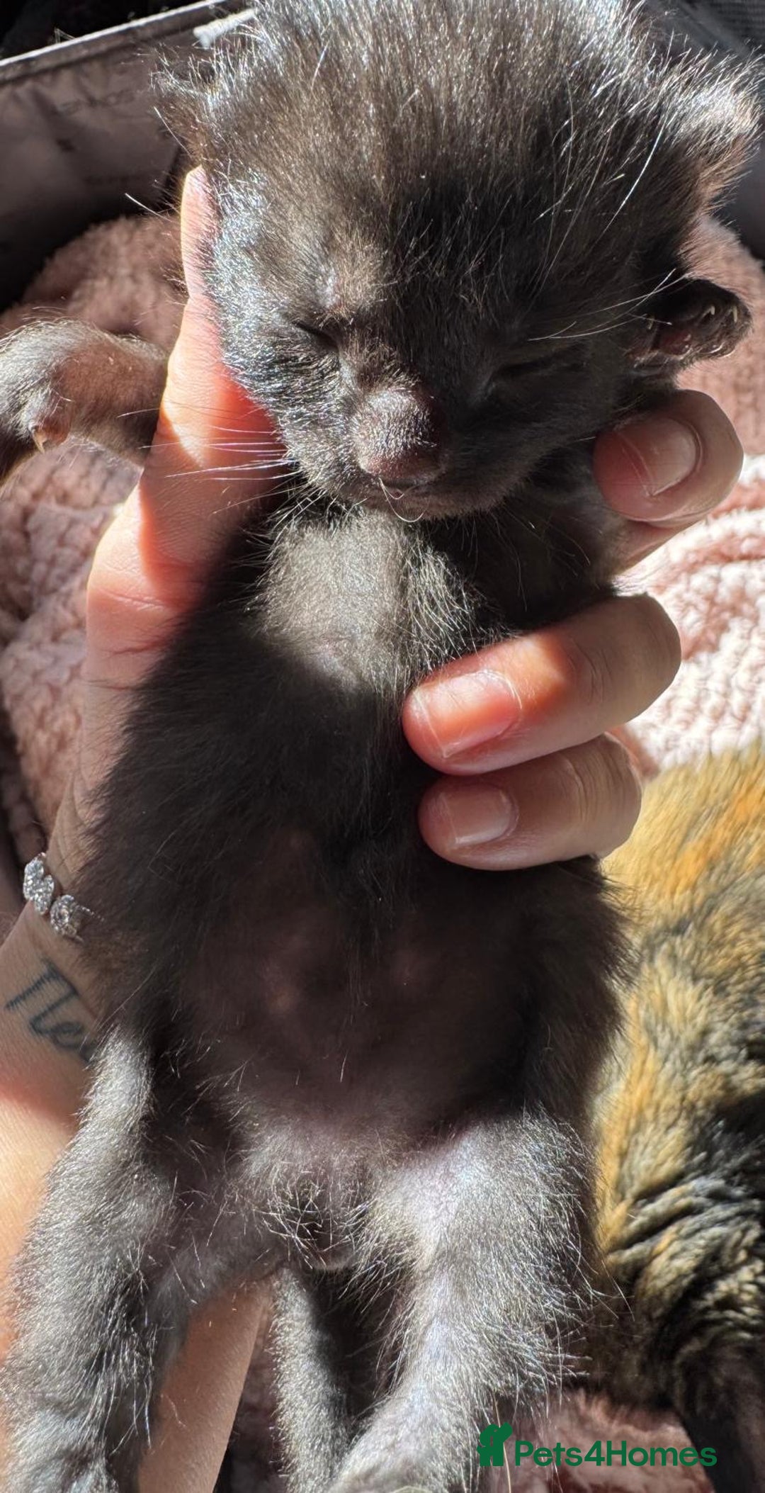 Mixed Breed cats for sale: 5 babies just born weeks ago! - Image 5