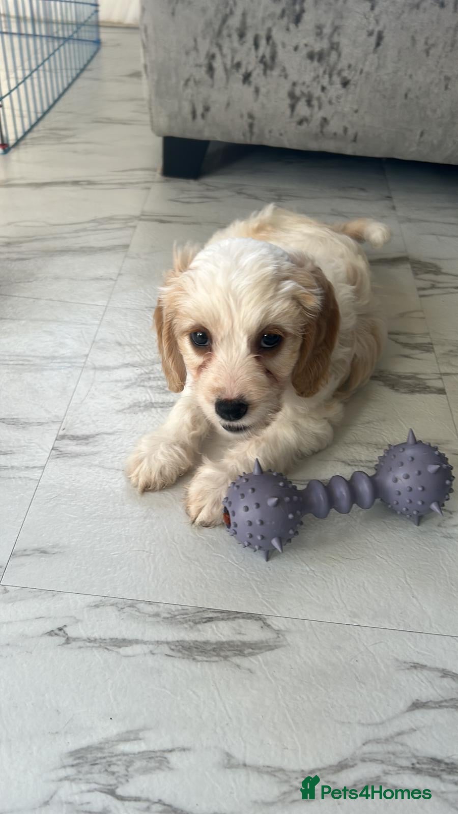 Mixed Breed dogs READY NOW Apricot Cockapoo puppies 1 LEFT - Advert 1