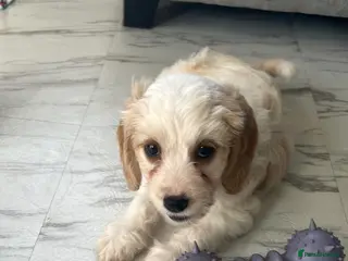 Mixed Breed dogs READY NOW Apricot Cockapoo puppies 1 LEFT - Advert 4