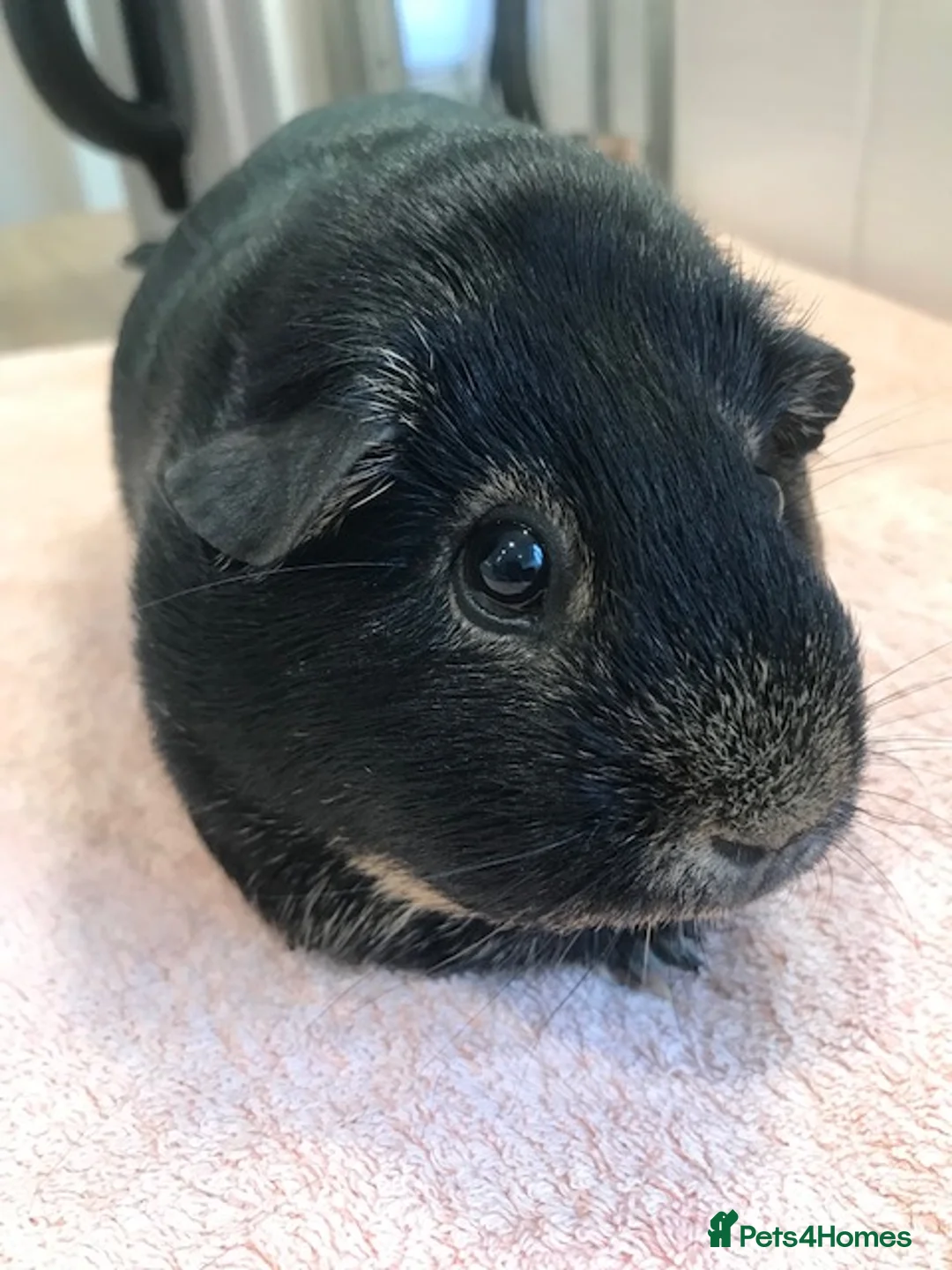 Guinea Pig rodents for sale: Otter Sow, Otter Boar and Pair of Pigs - Advert 2