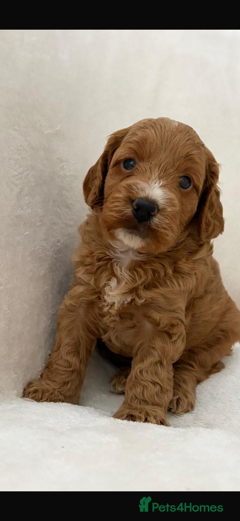 Cockapoo dogs F1 Cockapoos - health tested parents  - Advert 18