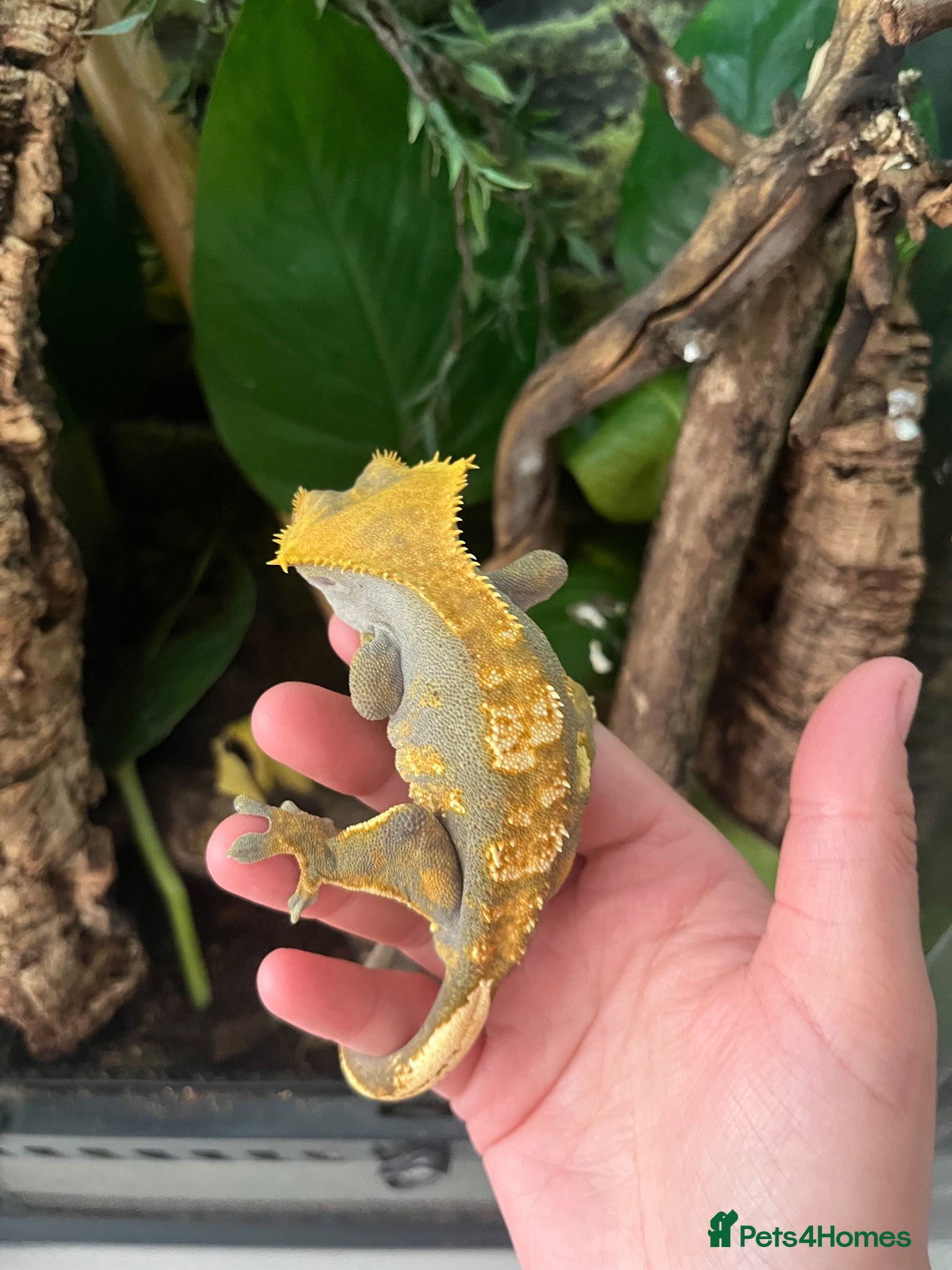 Gecko reptiles Male crested gecko  - Advert 14