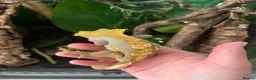 Gecko reptiles for sale: Male crested gecko  - Advert 1