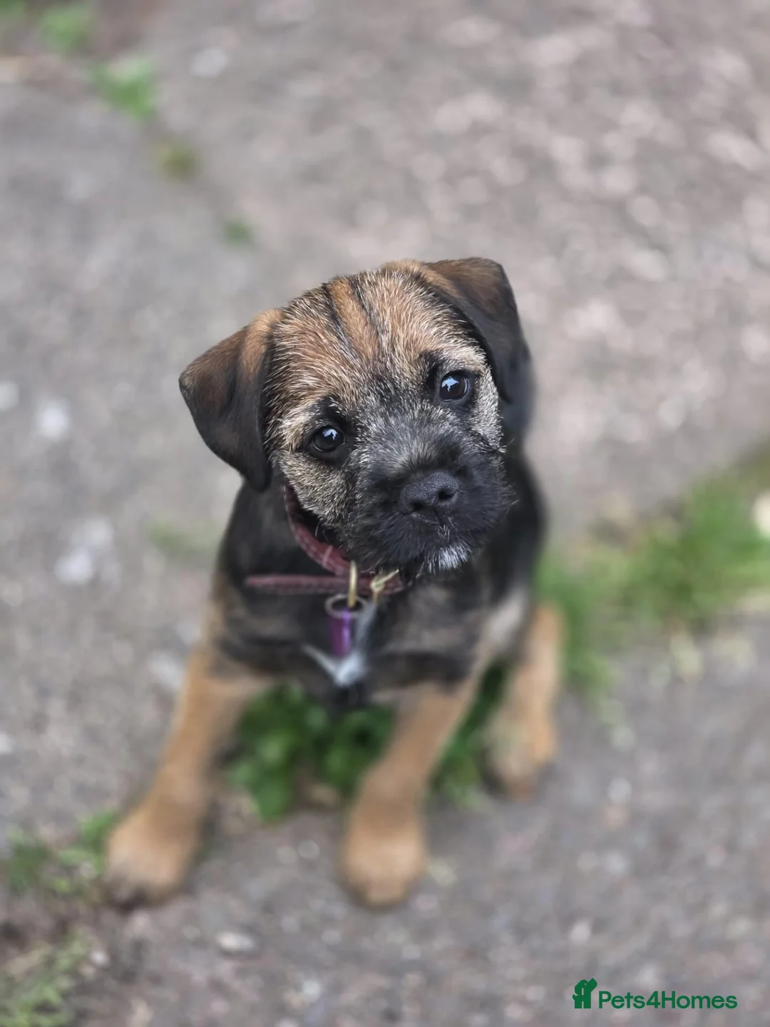 Border Terrier dogs for sale: Beautiful Grizzle Border Terrier Girl, Crumble - Advert 1