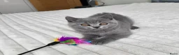 British Shorthair cats for sale: Pure British shorthair one girl,ready to go - Advert 7
