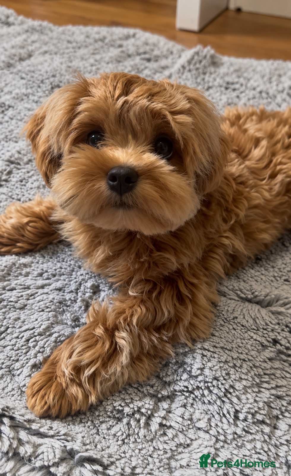 Maltipoo dogs Asian/Korean Maltipoo. DNA tested parents. - Advert 2