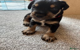 Mixed Breed dogs for sale: Sprocker puppy’s  - Image 5
