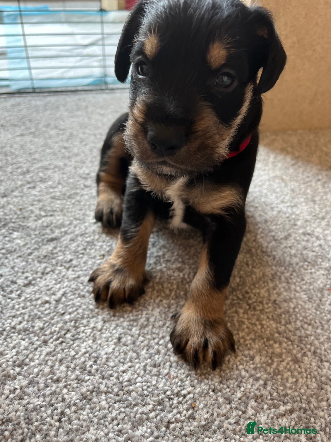 Mixed Breed dogs for sale: Sprocker puppy’s  - Image 5