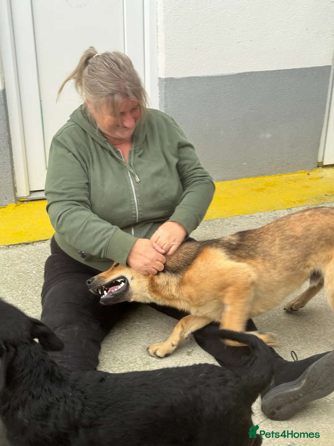 Mixed Breed dogs for adoption: JUPITER - Advert 3