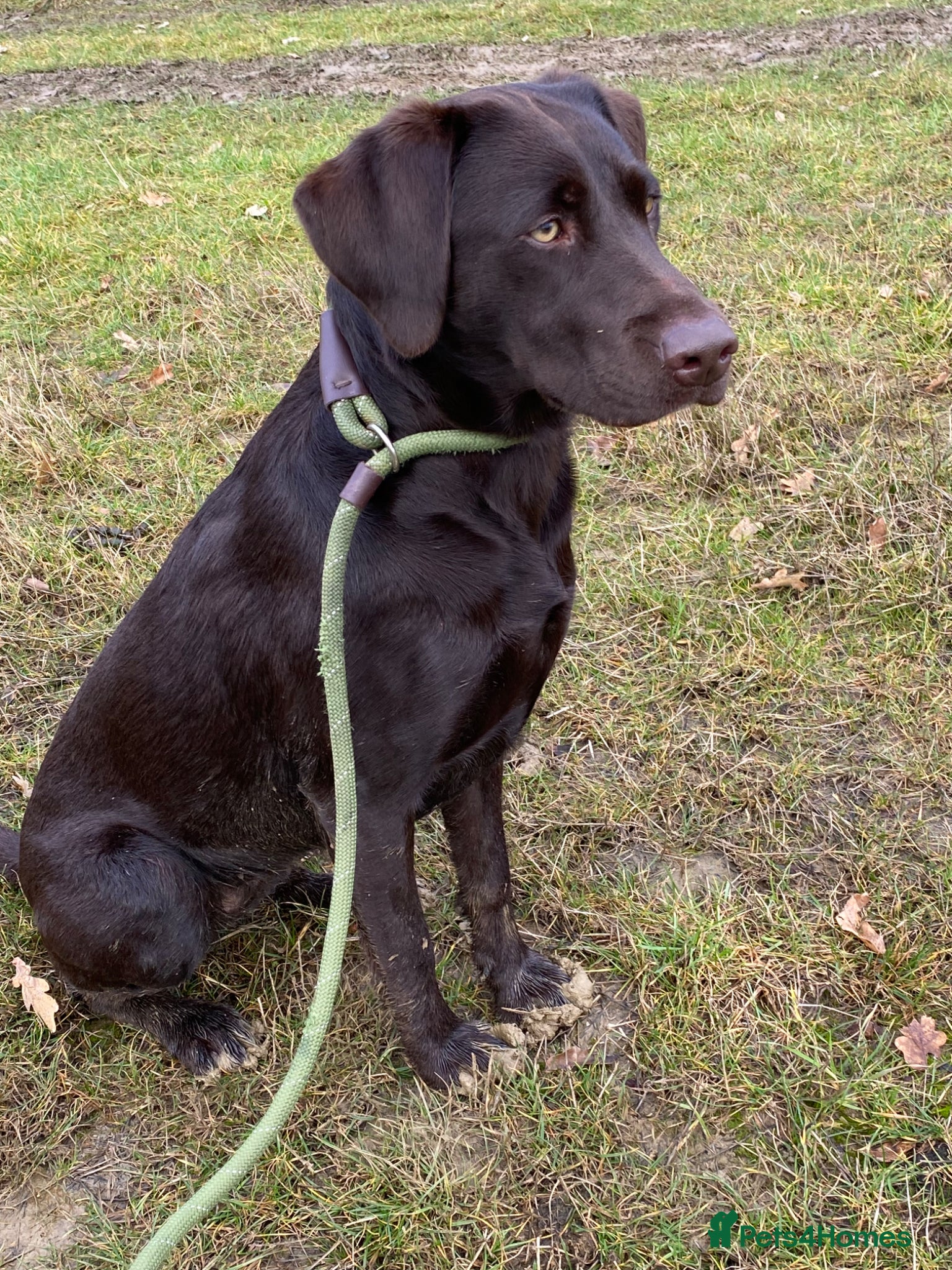 Labrador Retriever dogs Beautiful Black Female  - Advert 13
