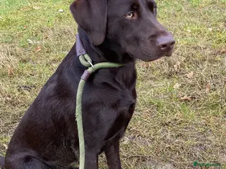 Labrador Retriever dogs Beautiful Black Female - Advert 13