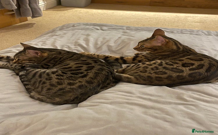 Bengal cats - Advert 13