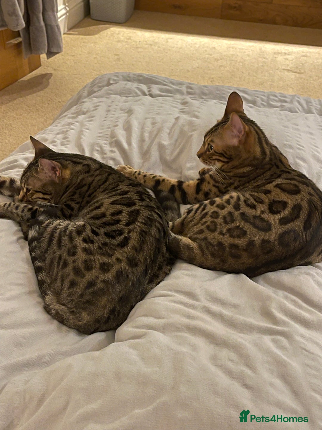 Bengal cats for sale: 2 adult bengals - Image 1