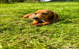 Miniature Dachshund dogs for sale: BEAUTIFUL KC REG & PRA CLEAR MINIS - 0% inbreeding - Image 26