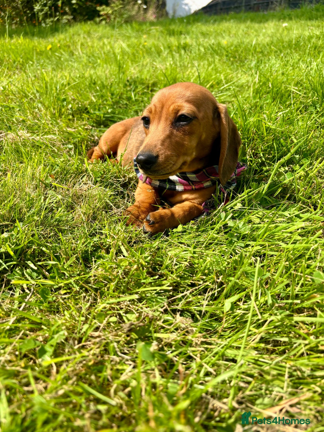 Miniature Dachshund dogs for sale: BEAUTIFUL KC REG & PRA CLEAR MINIS - 0% inbreeding - Image 26